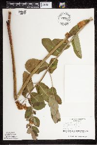 Apocynum cannabinum image