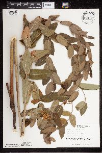 Apocynum cannabinum image