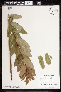 Apocynum cannabinum image
