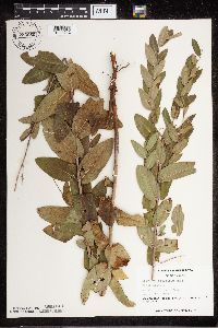 Apocynum cannabinum image