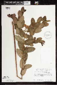Apocynum cannabinum image