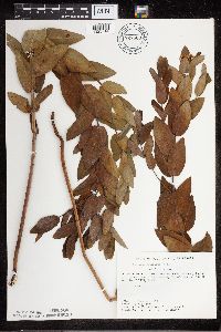 Apocynum cannabinum image