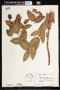 Apocynum cannabinum image
