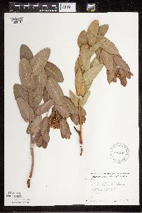 Apocynum cannabinum image