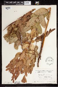 Apocynum cannabinum image