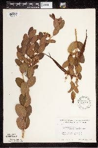 Apocynum cannabinum image