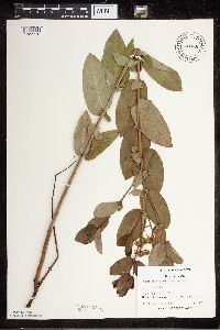 Apocynum cannabinum image