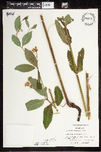 Apocynum cannabinum image