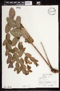 Apocynum cannabinum image