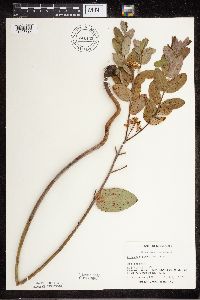 Apocynum cannabinum image