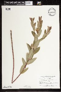 Apocynum cannabinum image