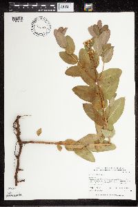 Apocynum cannabinum image