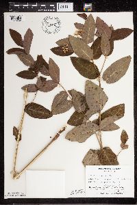 Apocynum cannabinum image