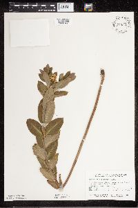 Apocynum cannabinum image