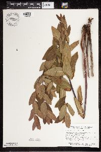 Apocynum cannabinum image