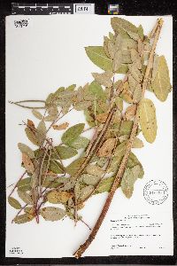 Apocynum cannabinum image