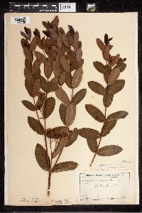 Apocynum cannabinum image