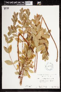 Apocynum cannabinum image