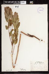 Apocynum cannabinum image