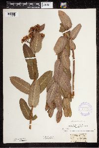 Apocynum cannabinum image