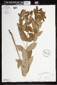 Apocynum cannabinum image