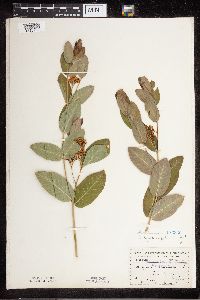 Apocynum cannabinum image