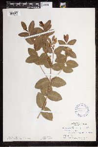Apocynum cannabinum image