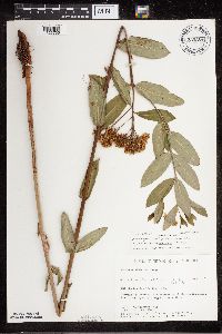Apocynum cannabinum image