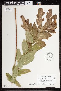 Apocynum cannabinum image