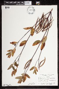 Apocynum cannabinum image