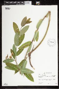 Apocynum cannabinum image