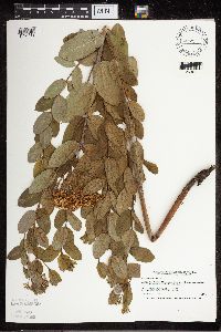 Apocynum cannabinum image