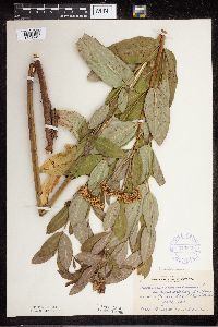Apocynum cannabinum image