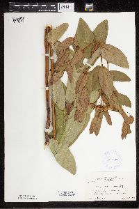 Apocynum cannabinum image