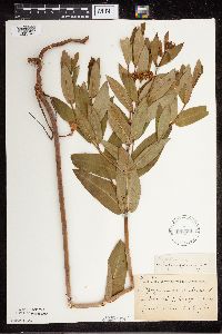 Apocynum cannabinum image