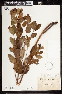 Apocynum cannabinum image