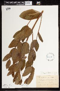 Apocynum cannabinum image