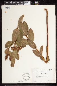 Apocynum cannabinum image