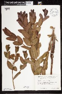 Apocynum cannabinum image