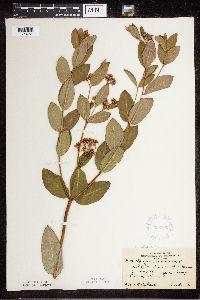 Apocynum cannabinum image