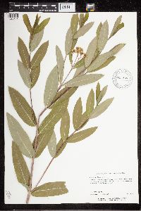 Apocynum cannabinum image