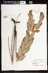 Apocynum cannabinum image