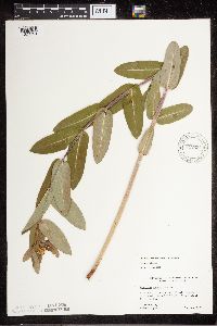 Apocynum cannabinum image