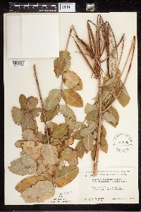 Apocynum cannabinum image