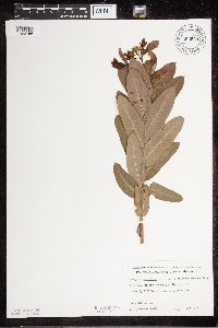 Apocynum cannabinum image