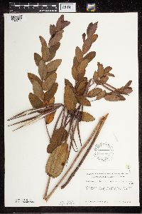 Apocynum cannabinum image