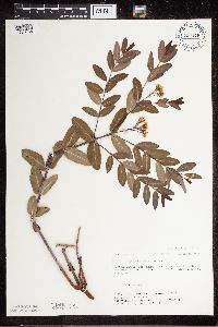 Apocynum cannabinum image