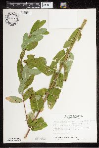 Apocynum cannabinum image