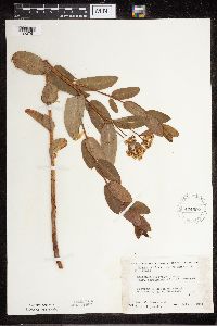 Apocynum cannabinum image