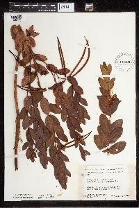 Apocynum cannabinum image